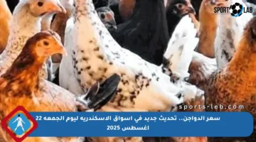 سعر الدواجن.. تحديث جديد في أسواق الإسكندرية ليوم الجمعة 22 أغسطس 2025